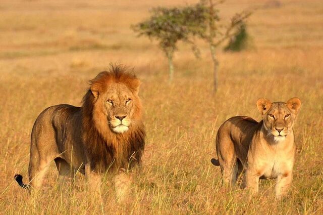 Fırsat Güney Afrika Safari Turu (Tüm Turlar Dahil)